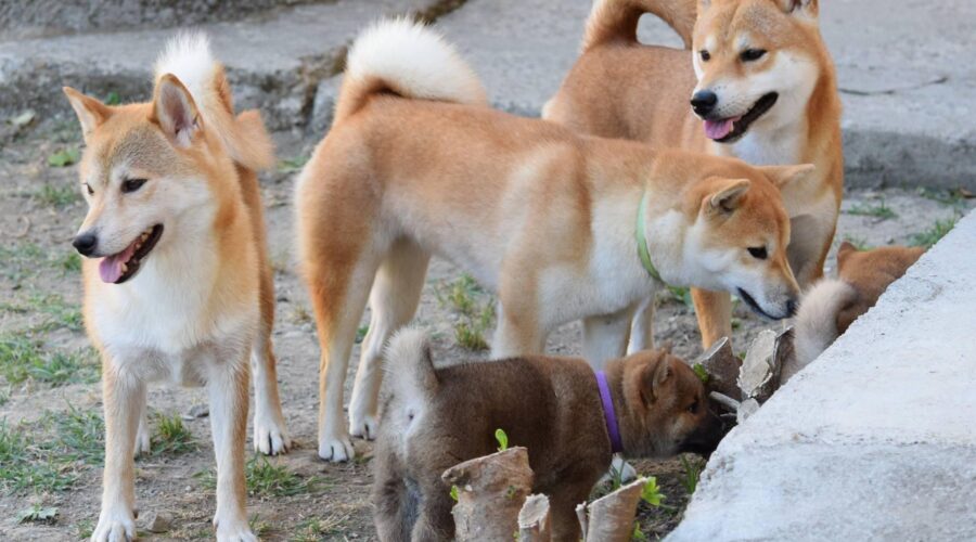 Informazioni utili per chi adotta un cucciolo